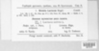 Bremia lactucae image